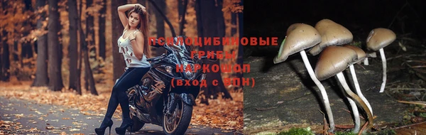 дживик Дмитровск